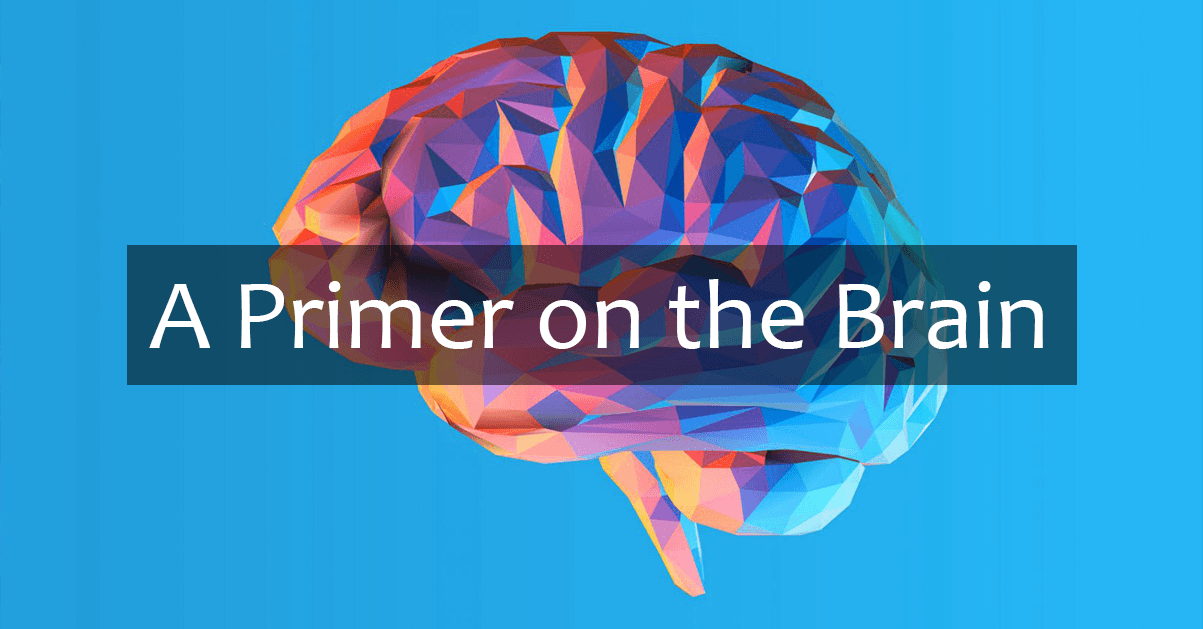 A Primer on the Brain illustration