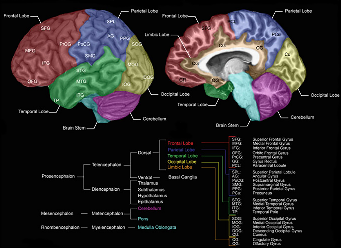 Brain Structure