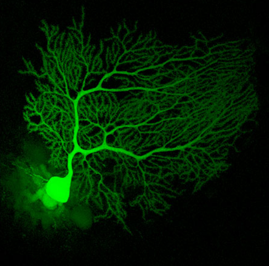 Mouse Neuron