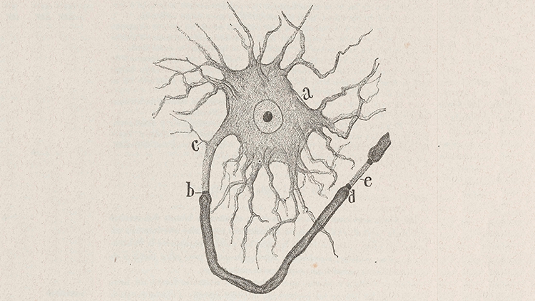 Neuron Structure